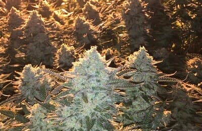 White Widow x Critical