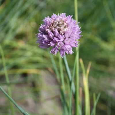 Chives