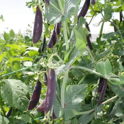 Sugar Magnolia Snap Peas