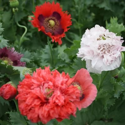 Poppy Mix