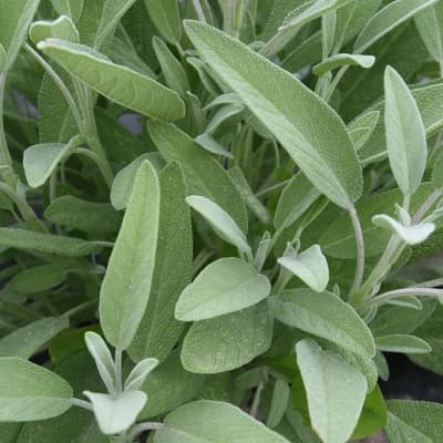 Common Sage