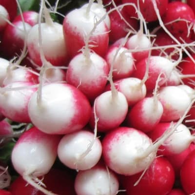 French Breakfast Radish
