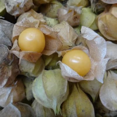 Ground Cherry