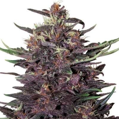 Purple Kush