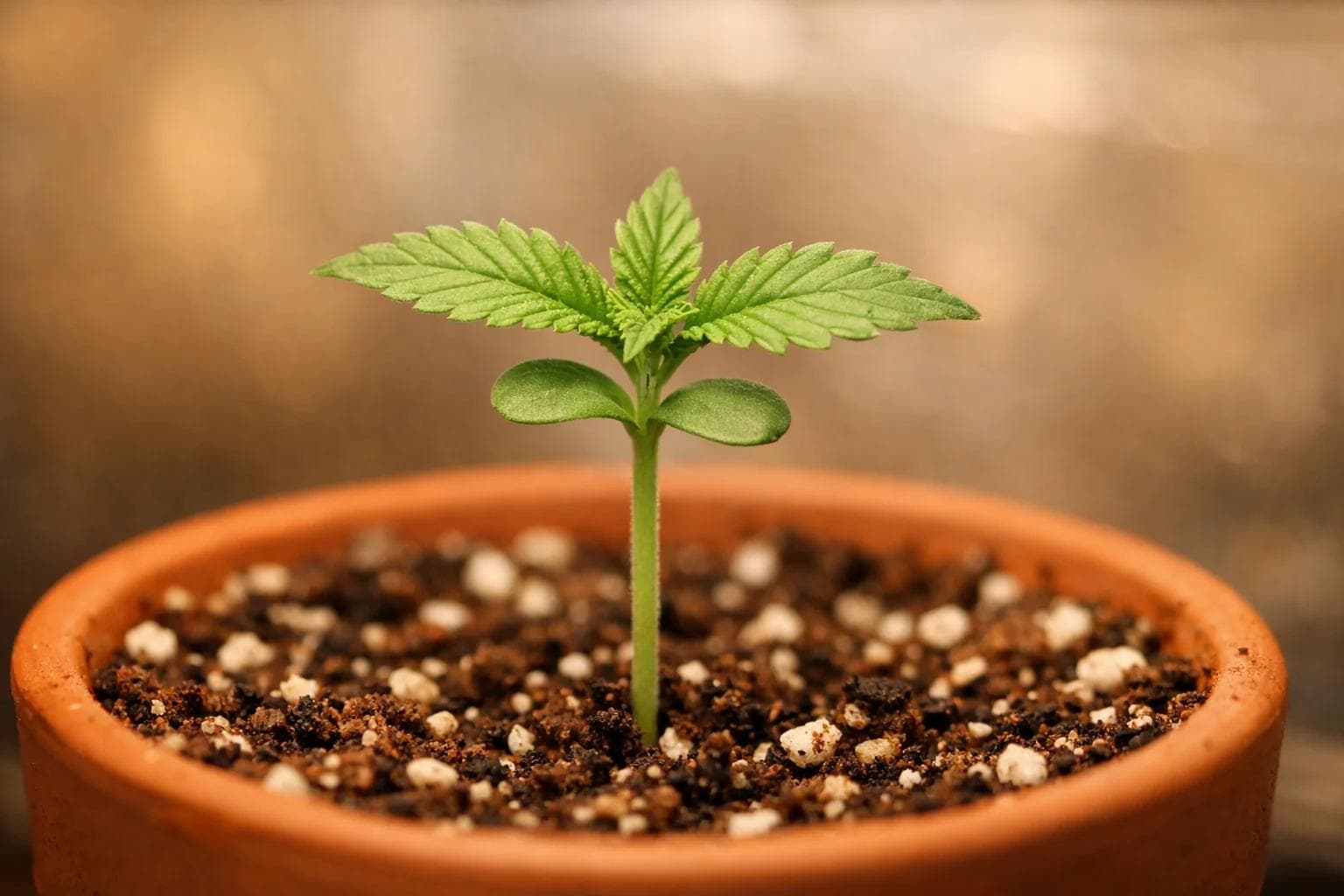 Cannabis Seedling Stage β The Critical First 14 Days