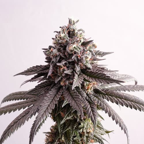 Bubba Kush x Gelato Feminized — PPS Strain Review & Grow Guide