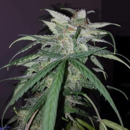 Blue Monster Feminized