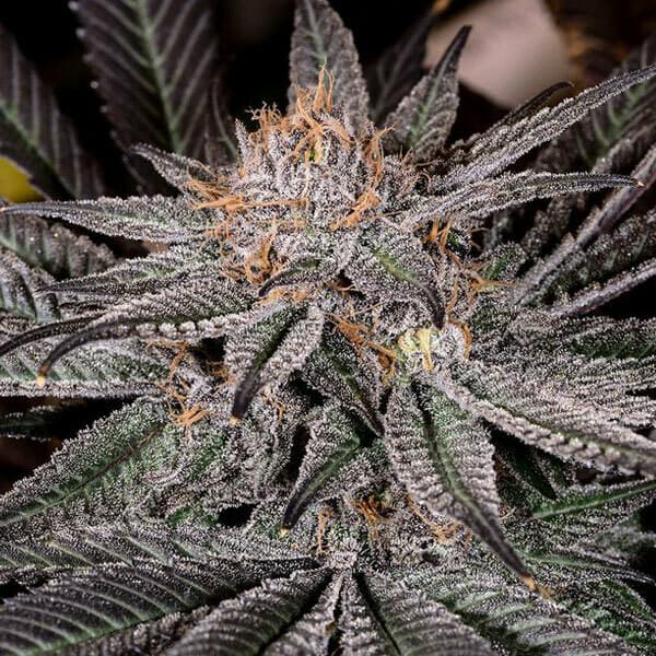 Grape Ape Feminized