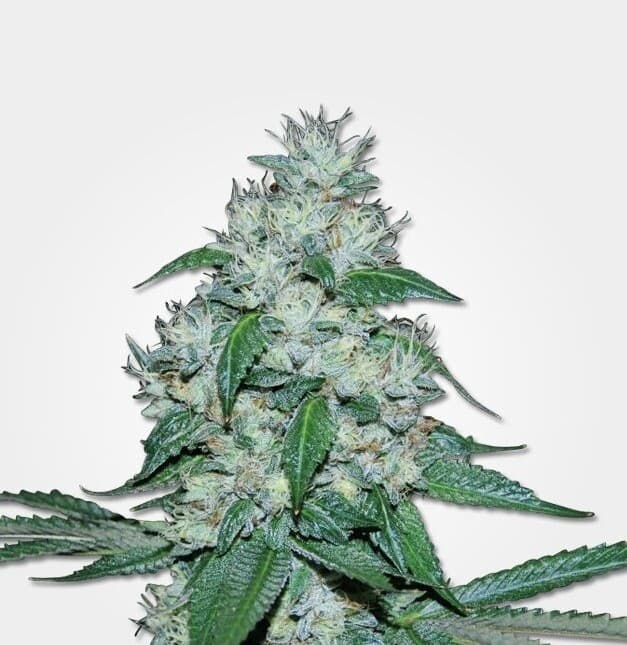 Great White Shark Auto Auto-Fem