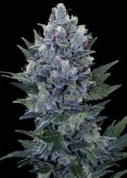 Northern Light x Blueberry Auto Feminized — Sweet, Potent & Built for Canadian Grows