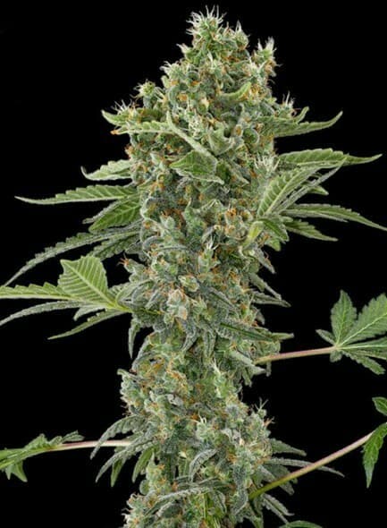 Moby Dick Auto Auto-Fem