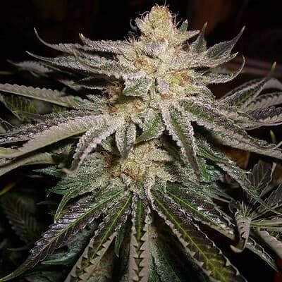 Alien OG Kush Feminized