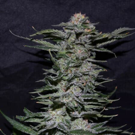 Black Domina Feminized: The Heavy Indica That Earns Its Name