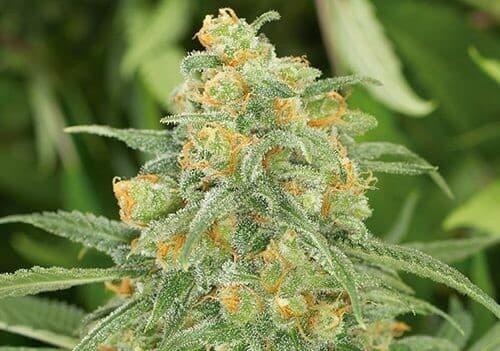 Green Crack Feminized