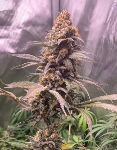 Banana Kush Feminized