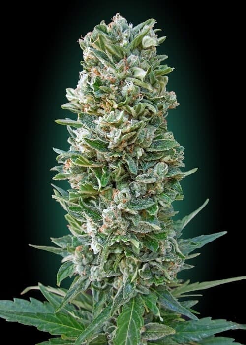 Jack Herer Auto Auto-Fem