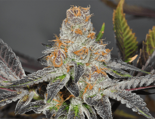 Girl Scout Cookies Feminized — PPS Strain Guide