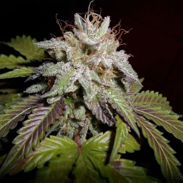 Sherbet