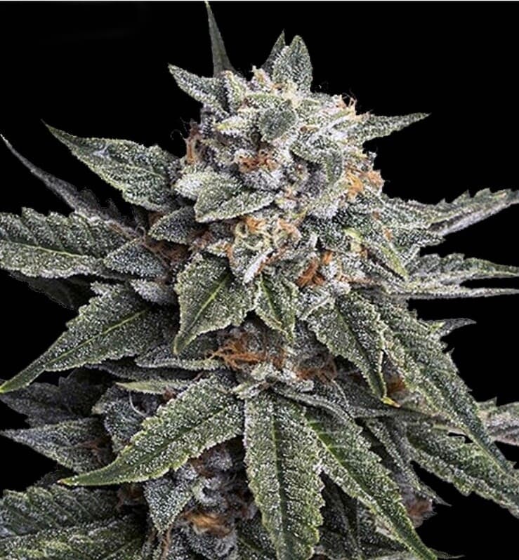 Strawberry Banana