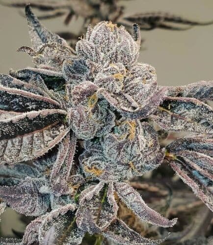 Runtz (Fast) Feminized Seeds – Candy-Sweet Indica/Sativa Hybrid by PPS