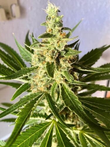 Amnesia (fast) Feminized