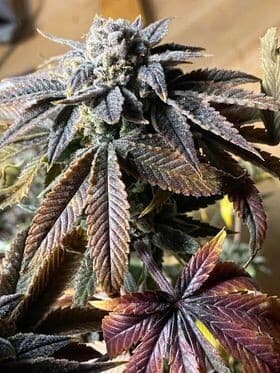 Sunset Sherbet Feminized.