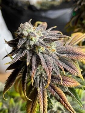 Purple Punch Feminized