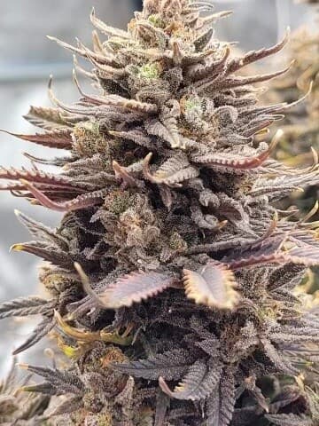 Do-Si-Dos (Fast) Feminized Seeds – Berry, Grape & Powerful Indica Effects