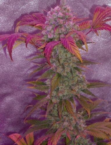 Power Plant Feminized