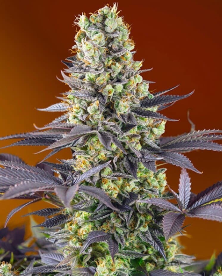 Banana Zkittlez Feminized