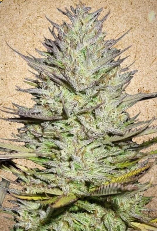 Grapefruit Feminized