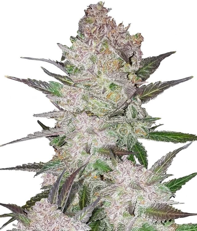 Cookies & Cream Auto Feminized Seeds – Sweet, Potent & Built for Speed