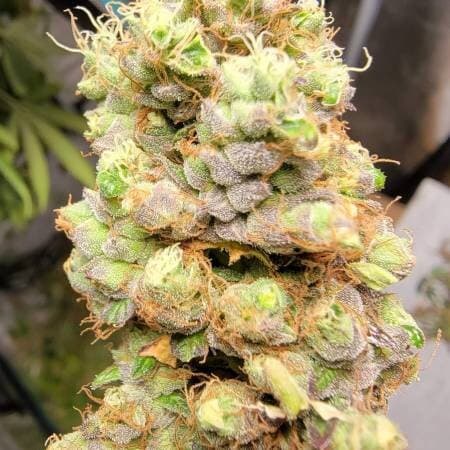 Tangerine Cookies Feminized