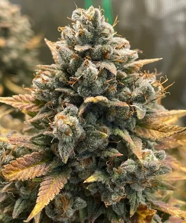 Godfather OG Auto Feminized – The Don of Your Grow Tent