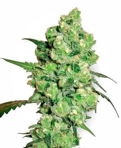 Super Skunk Feminized: The Classic Indica That Still Hits Different