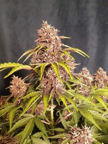 Kush CBD 30:1 (Auto) Feminized – High-CBD, Low-THC Autoflower Seeds