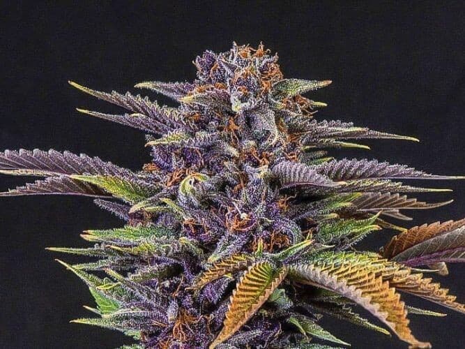 Forbidden Fruit Feminized