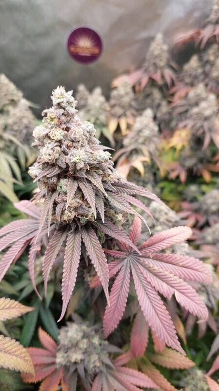 Platinum OG
