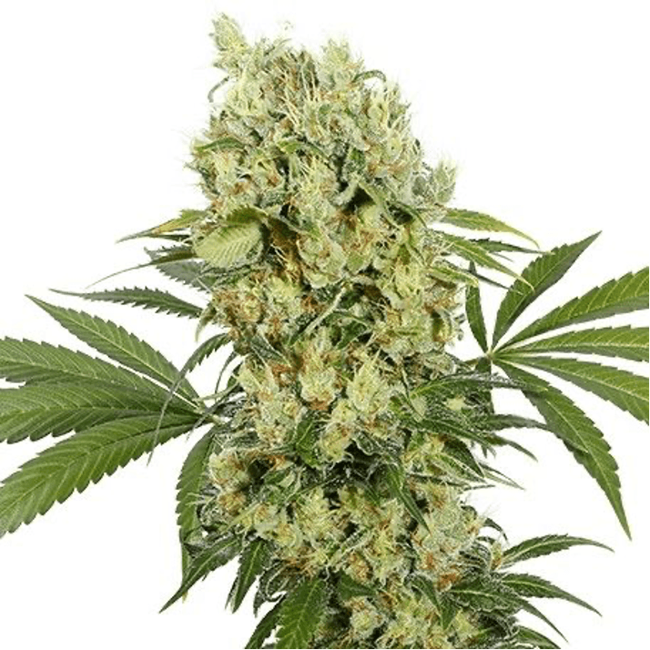GMO Cookies Feminized