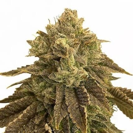 Biscotti Feminized – Sweet, Potent & Built for Serious Growers