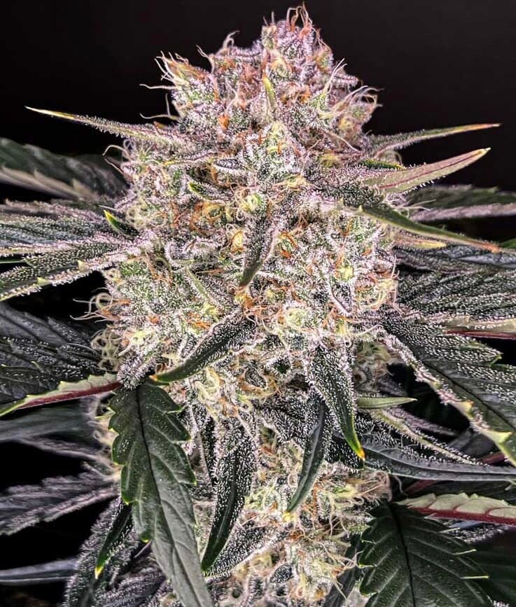 Apple Fritter Feminized
