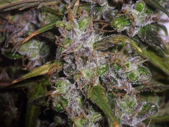 Garlic Breath Feminized