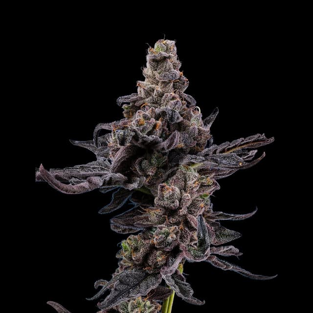 Jealousy Feminized – Sherbert Bx1 x Gelato 41 Hybrid