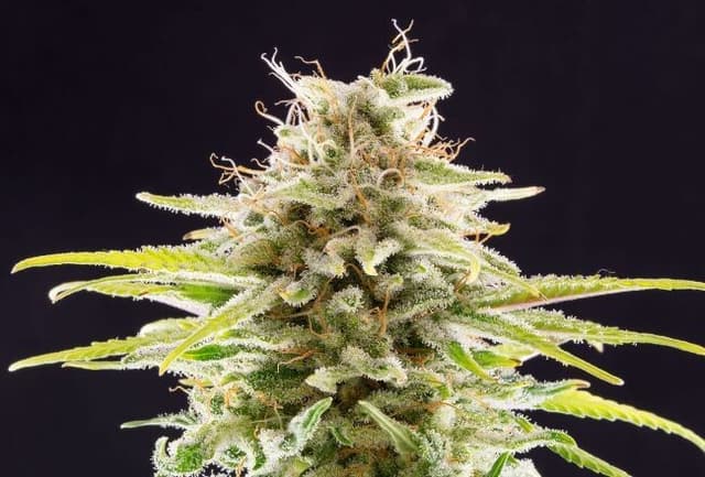 OG Kush Feminized — PPS Premium Genetics