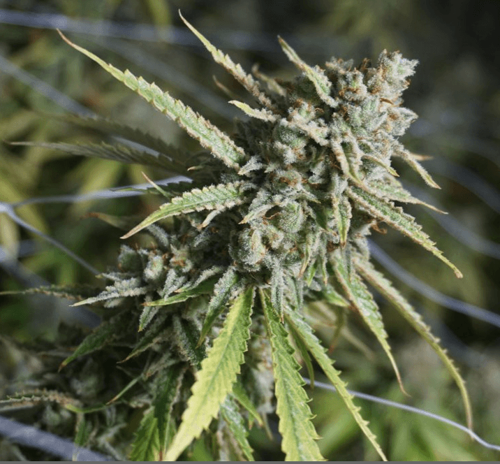 London Pound Cake Feminized