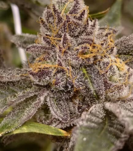 Peanut Butter Breath Feminized