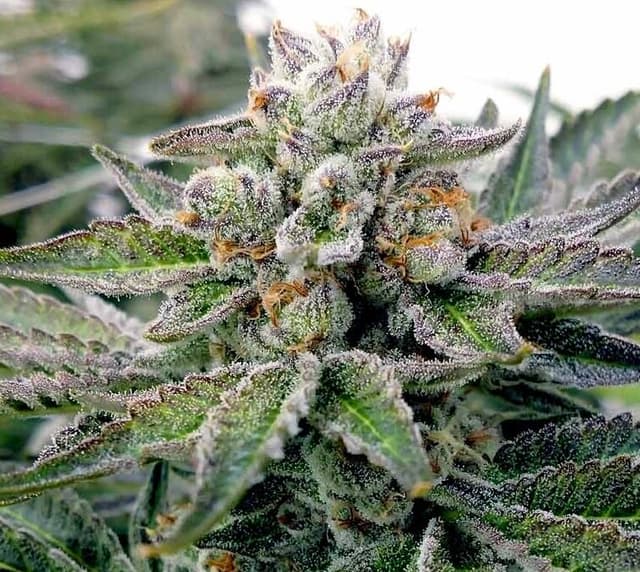 Lava Cake Feminized — Rich, Potent, and Worth Every Week of the Wait