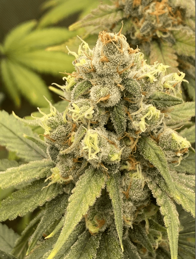 Mac 1 Auto-Fem