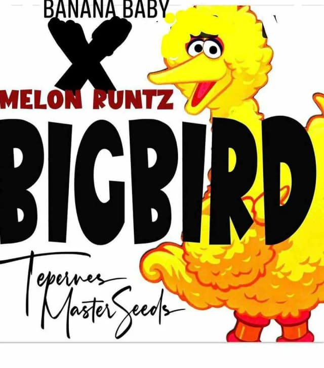 Big Bird Feminized: The High-THC Hybrid That Demands Your Attention