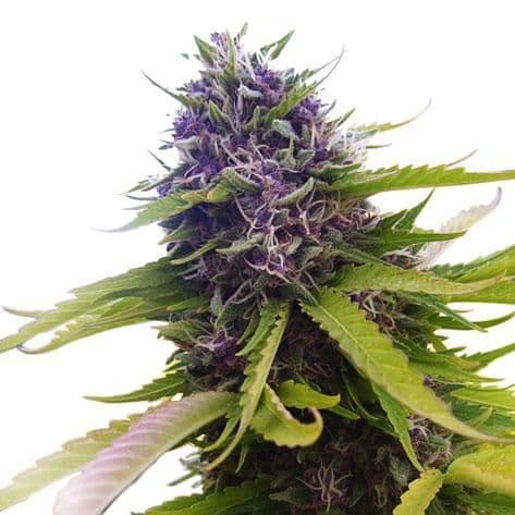 Blueberry